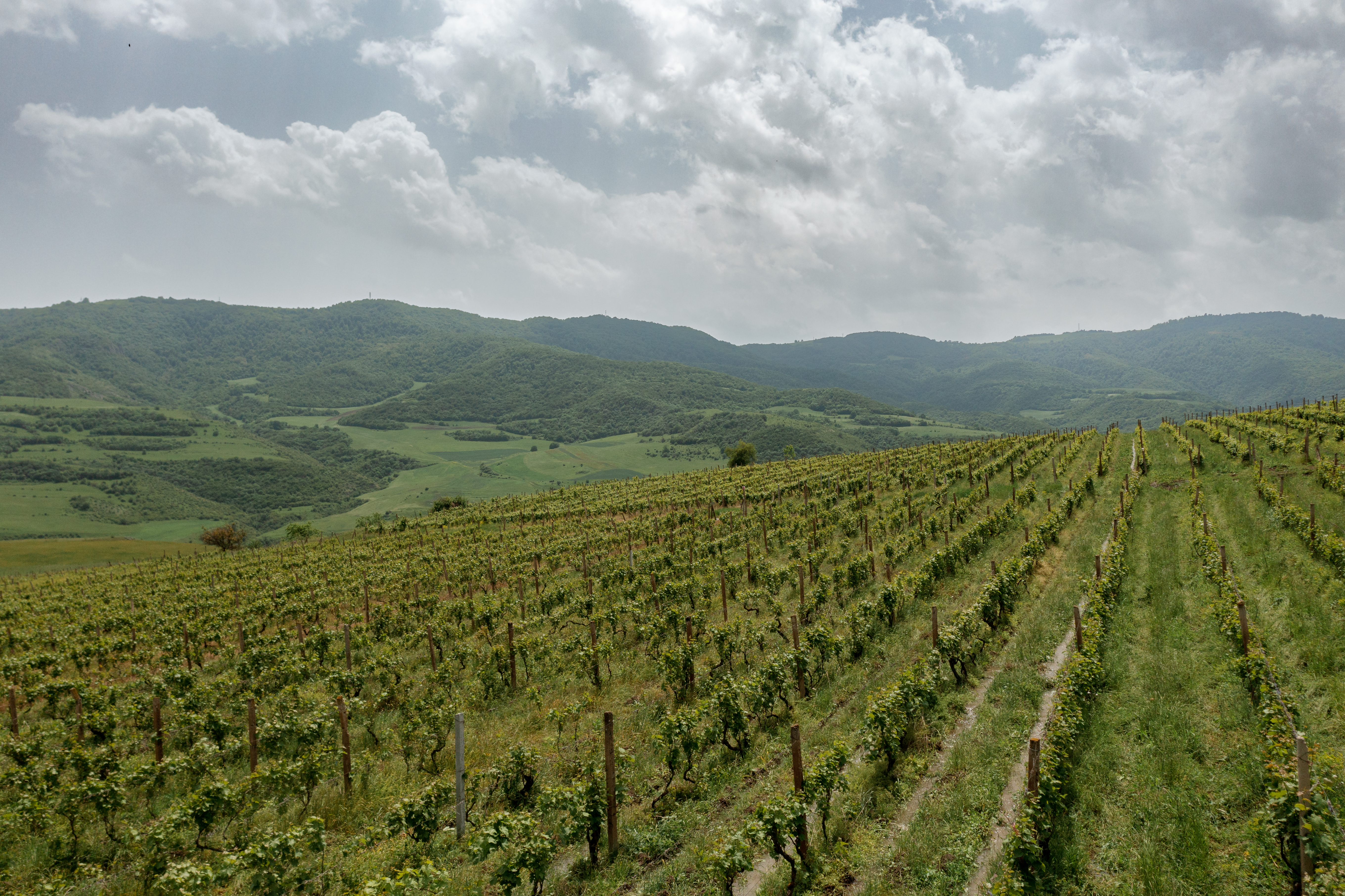 Rows of grapevines stretching across rolling green hills under a dramatic cloudy sky
